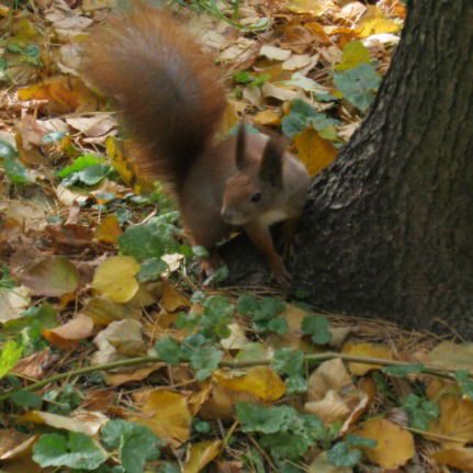 Светок Таран