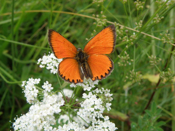 Наталья Игнатко