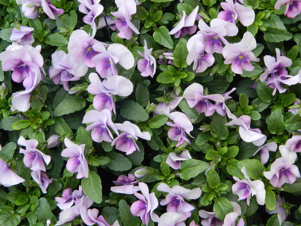 Татьяна Лебедева