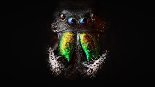 Дмитрий Орлов