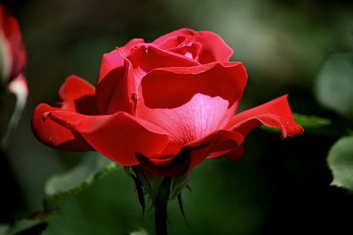 Елизавета Ганюшкина