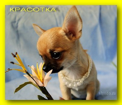 Елена Петенкова