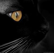 Анна Харитонова