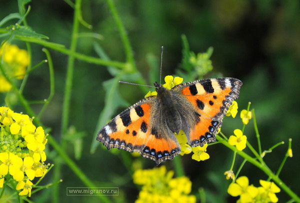 Евгения Казакова