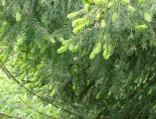 Елена Фадеева