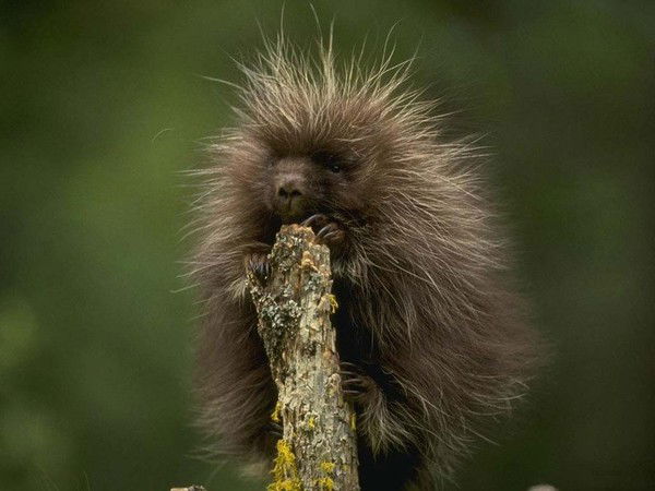 Крылова Марина