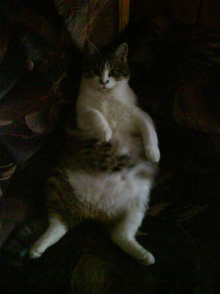 Константин Педан