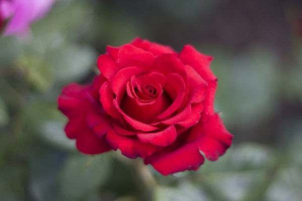 Елена Александрова