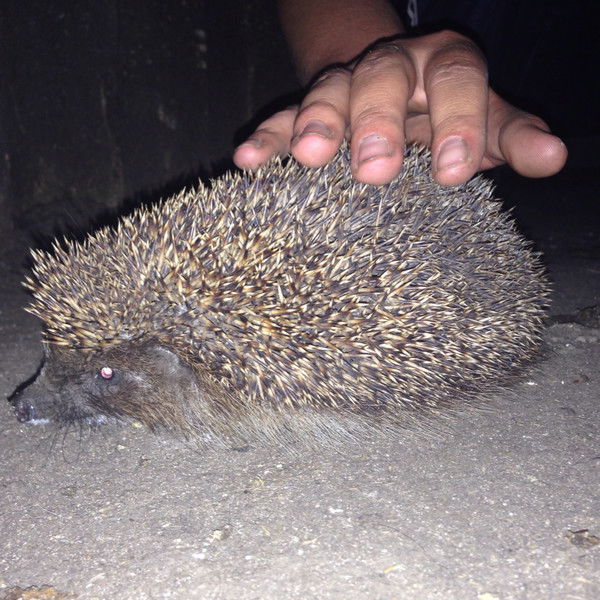 Руслан Ботадеев