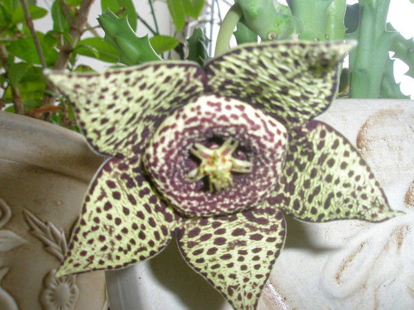 Инесса Демкина