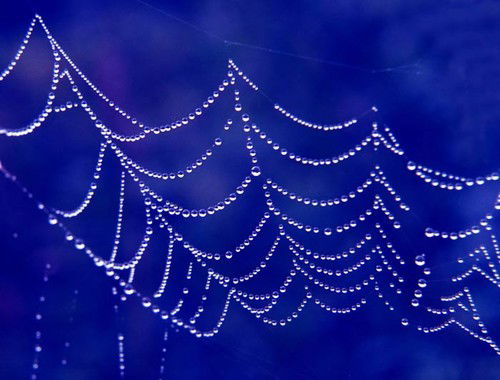 Виктория Сагаровская