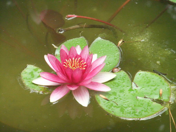 Тамара Апакидзе