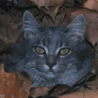 Евгений Куценко