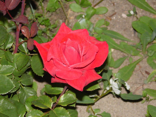 Ирина Майорова