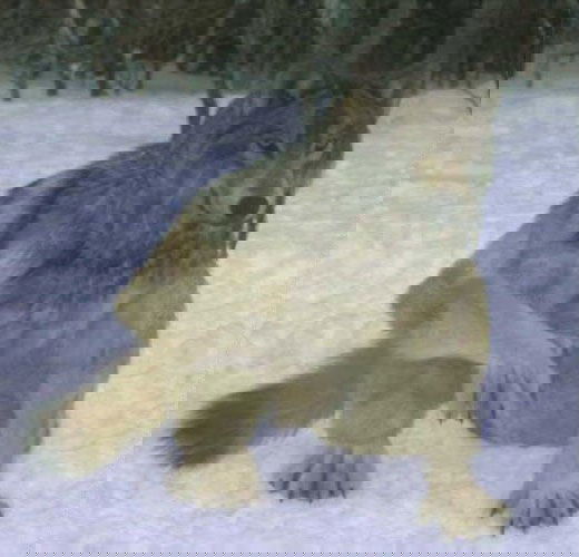 Одинокий Демон