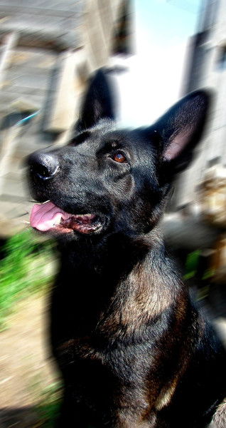 Елена Левицкая