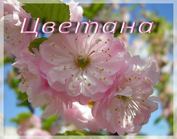 Цветана Першина