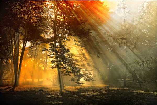 Светлана Сергеева