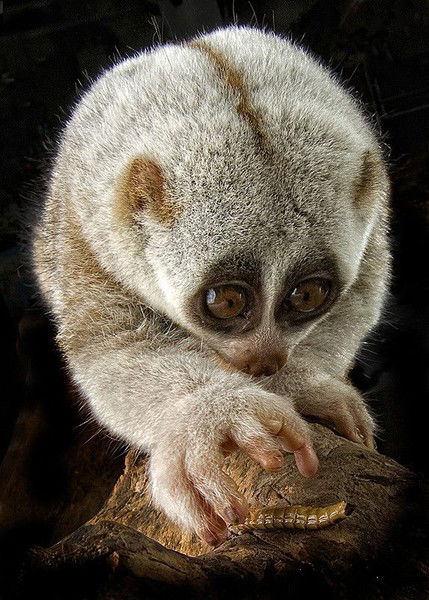 Алексей Душечкин