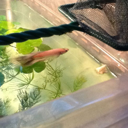 Вампирша Ищет Парня