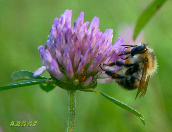 Софронова Лада