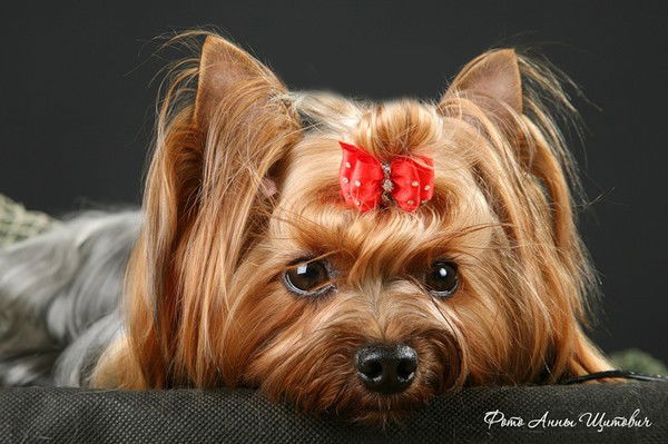 Анна Воронцова