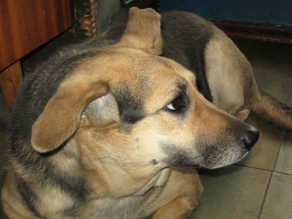 Ирина Кривенко