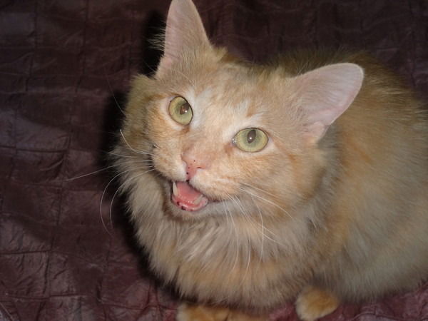 Иван Мозоляк