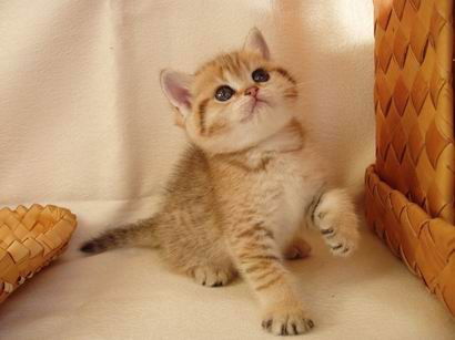 Татьяна Могарцова