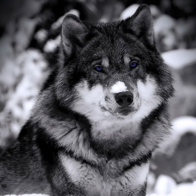 Александра Гурьева