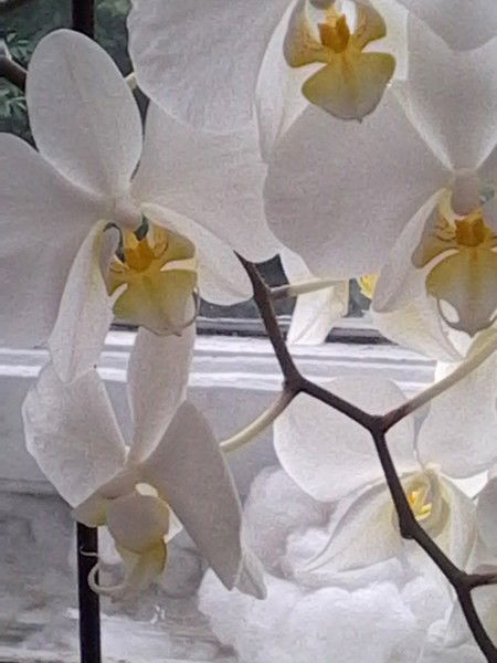 Ыванка Былобран