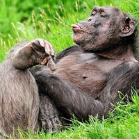 Елена Расписиенко