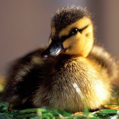 Анна Краснощекова