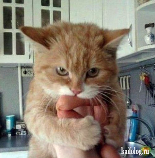 Алексей Межаков