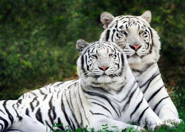 Владимир Балаян