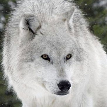 Елена Тарасенко