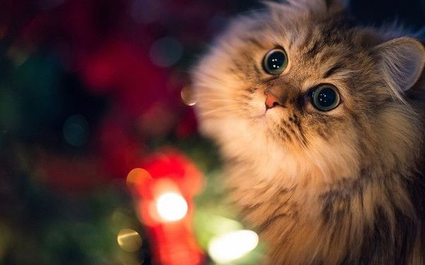 Ірина Гусар