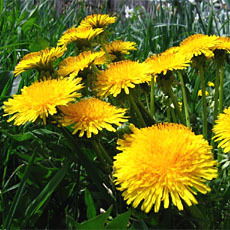 Светлана Кочергова