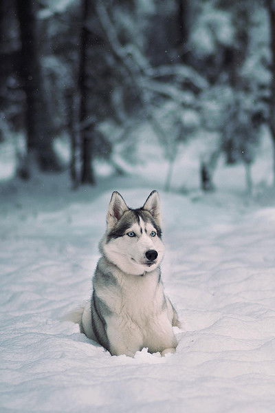 Андрей Романов