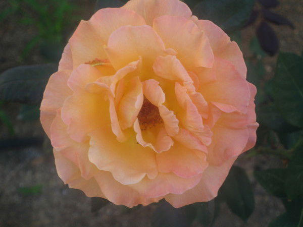 Савранец Людмила