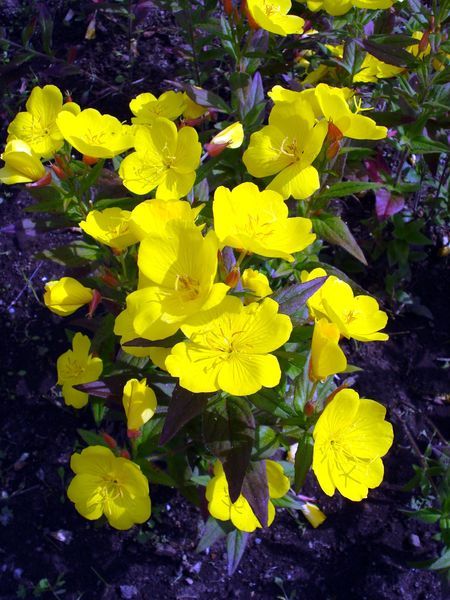 Нона Авдеева