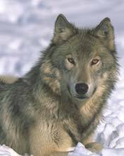 Max Онищенко