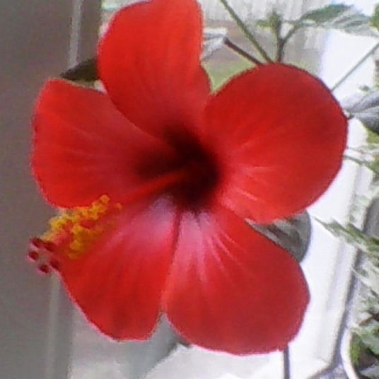 Лида Шаталова