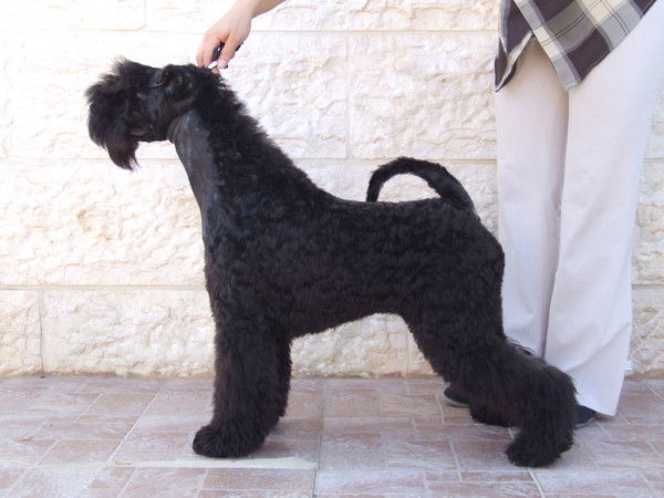 Татьяна Волкова