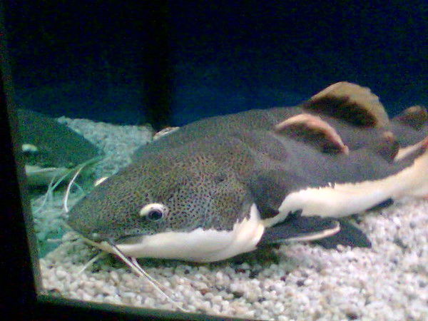 Сергей Гавриш