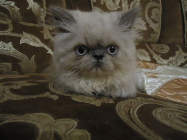 Владимир Полещук