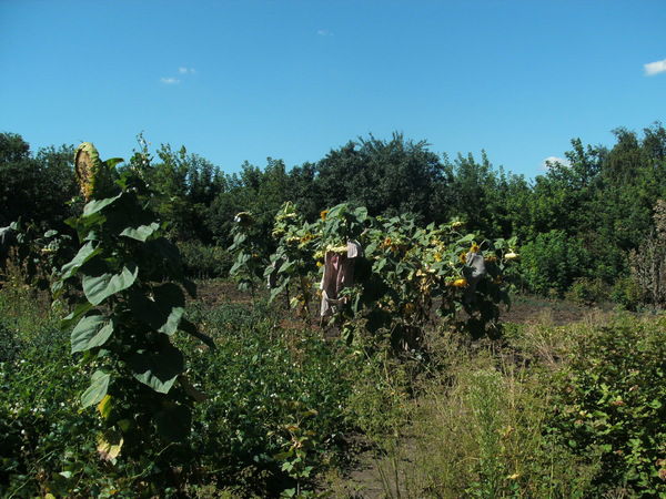 Лариса Розуменко