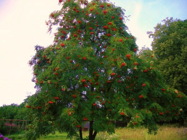 Роман Мерцалов