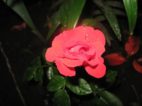 Людмила Титченко (Ярмош)