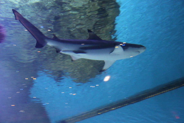 Анастасия Шелепина